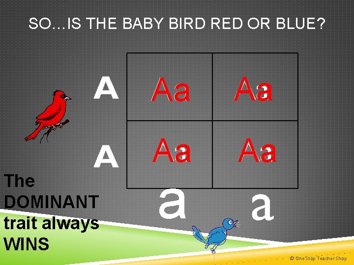 SO…IS THE BABY BIRD RED OR BLUE? The DOMINANT trait always WINS Aa Aa