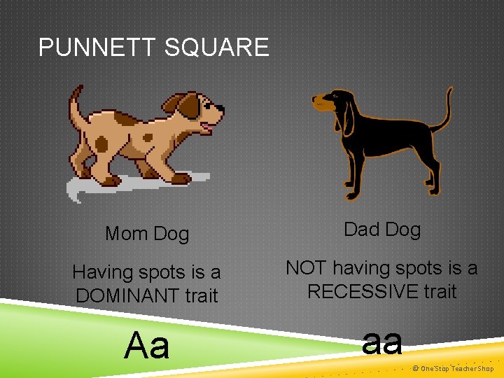PUNNETT SQUARE Mom Dog Dad Dog Having spots is a DOMINANT trait NOT having