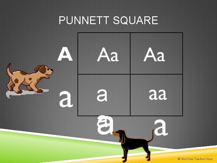 PUNNETT SQUARE a a a © One Stop Teacher Shop 