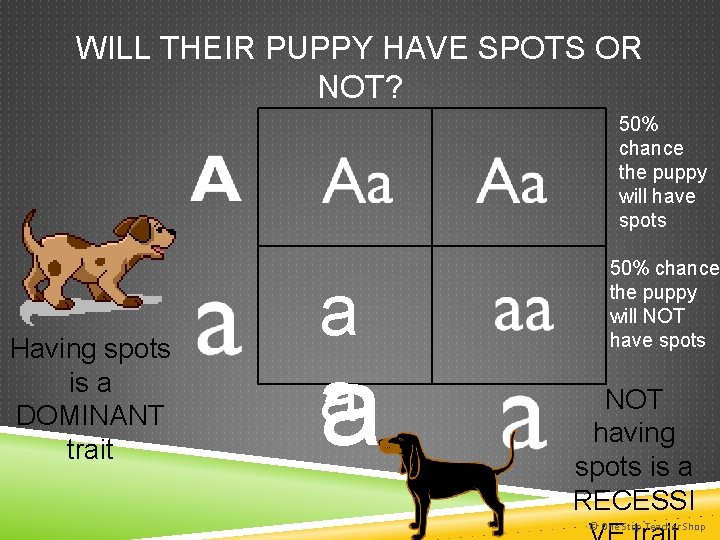WILL THEIR PUPPY HAVE SPOTS OR NOT? 50% chance the puppy will have spots