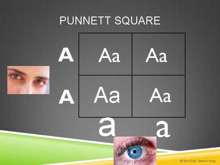 PUNNETT SQUARE Aa a © One Stop Teacher Shop 