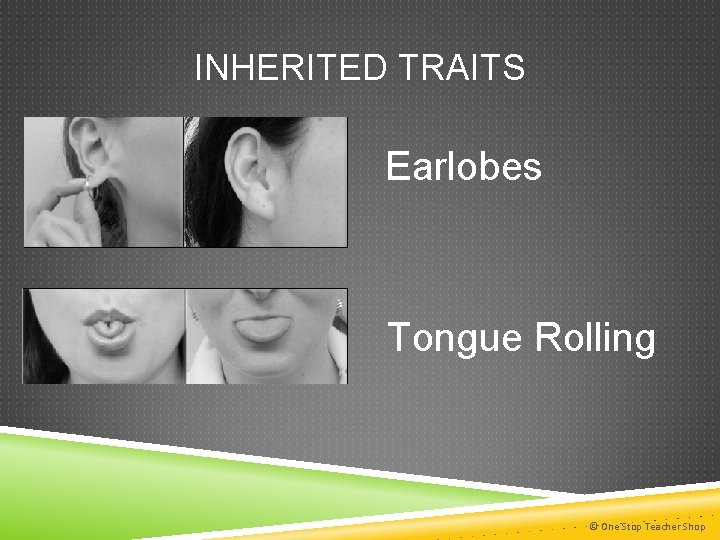 INHERITED TRAITS Earlobes Tongue Rolling © One Stop Teacher Shop 