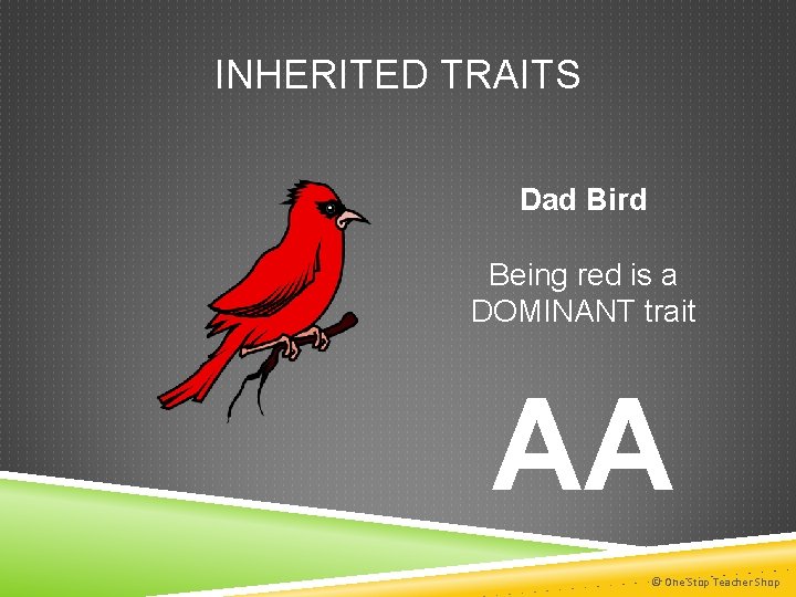 INHERITED TRAITS Dad Bird Being red is a DOMINANT trait AA © One Stop