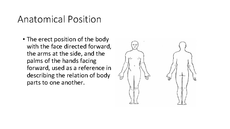 Anatomical Position • The erect position of the body with the face directed forward,