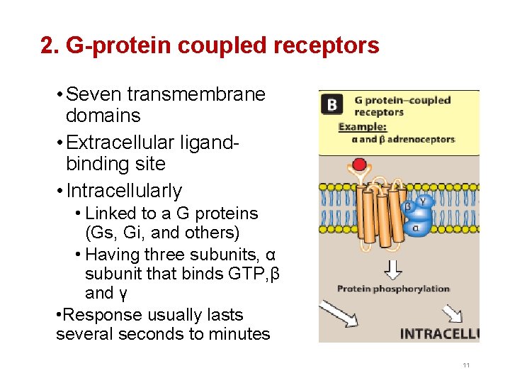 2. G-protein coupled receptors • Seven transmembrane domains • Extracellular ligandbinding site • Intracellularly