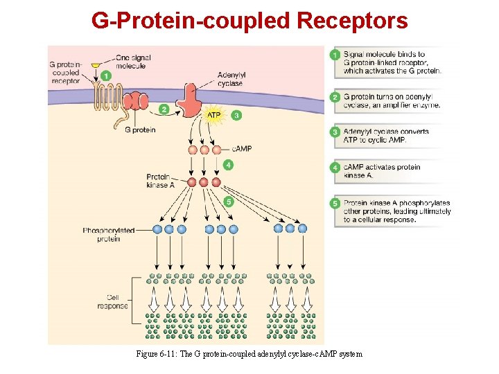 G-Protein-coupled Receptors Figure 6 -11: The G protein-coupled adenylyl cyclase-c. AMP system 