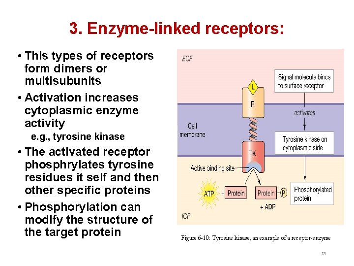 3. Enzyme-linked receptors: • This types of receptors form dimers or multisubunits • Activation