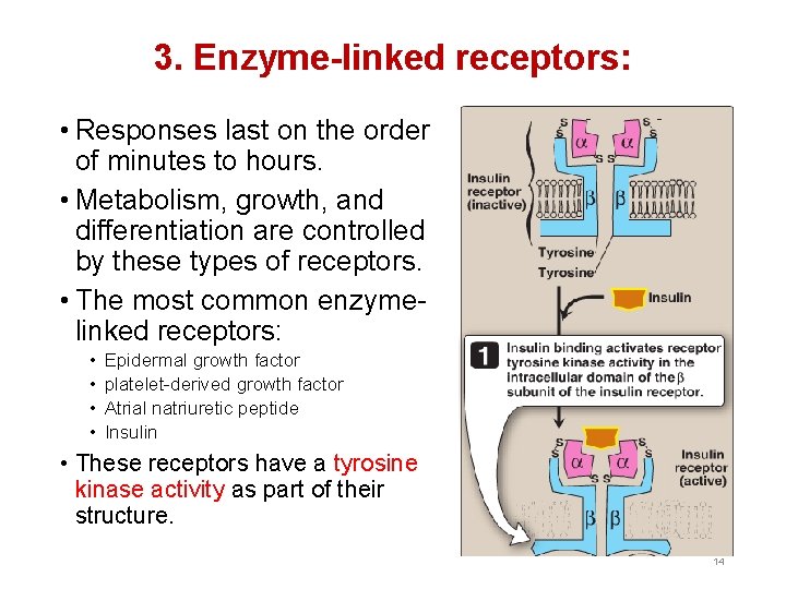 3. Enzyme-linked receptors: • Responses last on the order of minutes to hours. •
