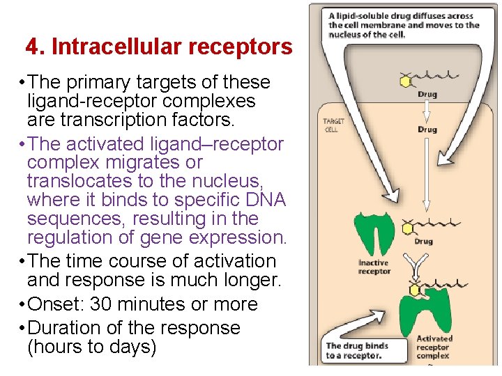 4. Intracellular receptors • The primary targets of these ligand-receptor complexes are transcription factors.