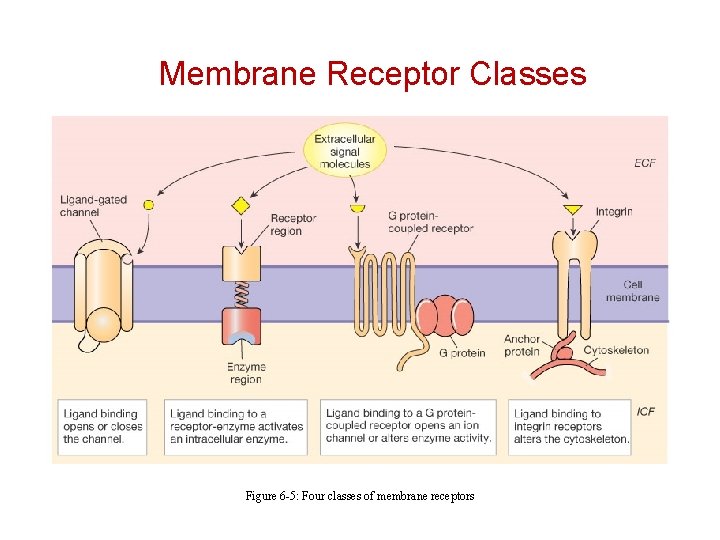 Membrane Receptor Classes Figure 6 -5: Four classes of membrane receptors 