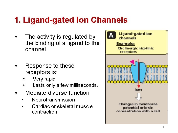 1. Ligand-gated Ion Channels • The activity is regulated by the binding of a