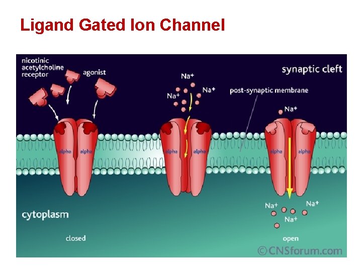 Ligand Gated Ion Channel 