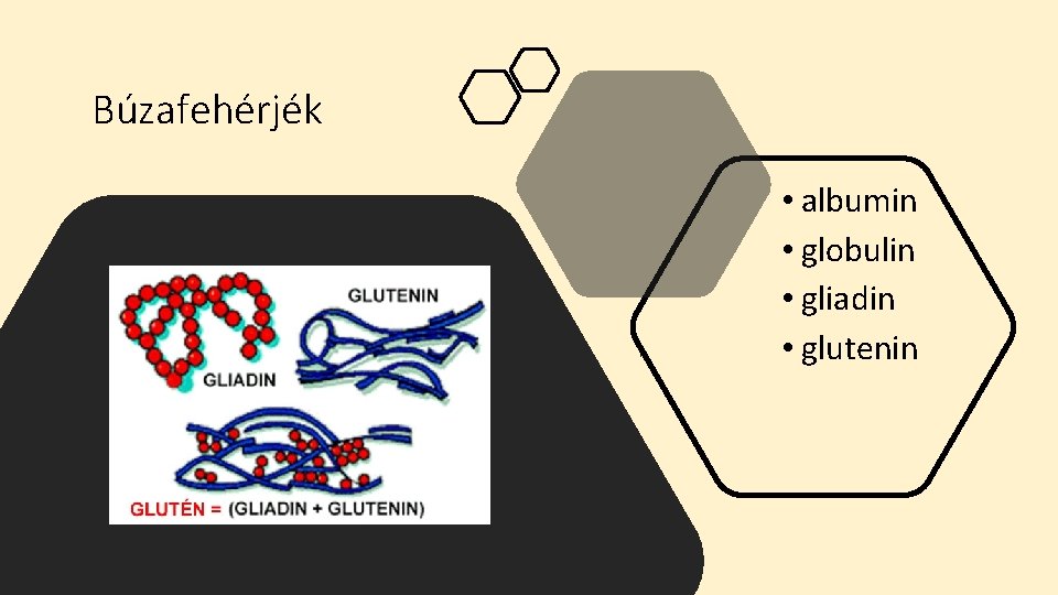 Búzafehérjék • albumin • globulin • gliadin • glutenin 
