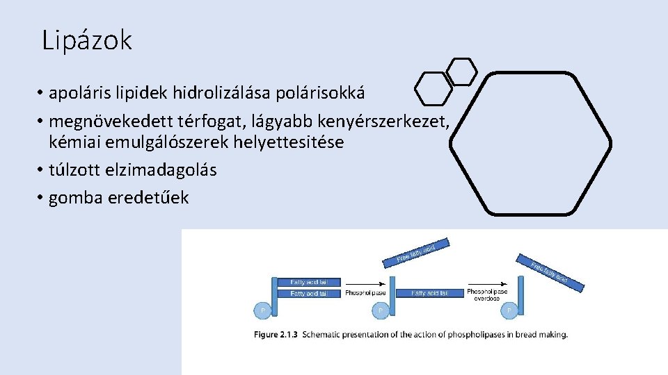 Lipázok • apoláris lipidek hidrolizálása polárisokká • megnövekedett térfogat, lágyabb kenyérszerkezet, kémiai emulgálószerek helyettesitése