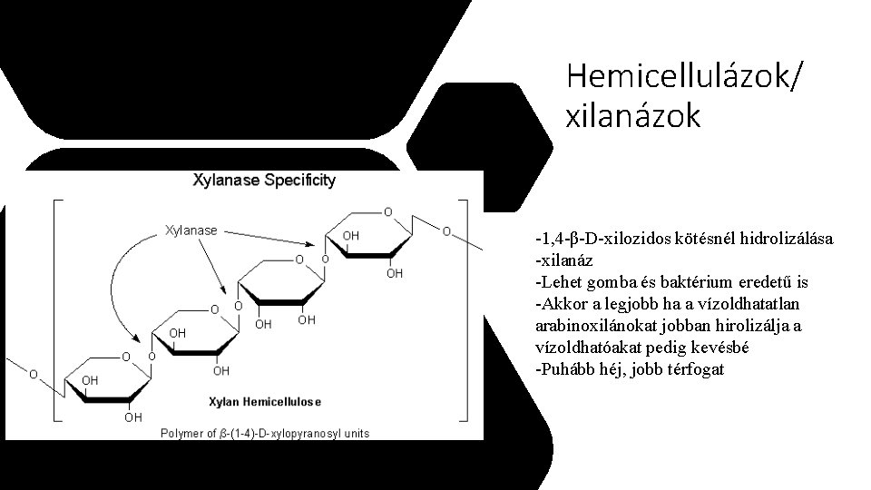 Hemicellulázok/ xilanázok -1, 4 -β-D-xilozidos kötésnél hidrolizálása -xilanáz -Lehet gomba és baktérium eredetű is