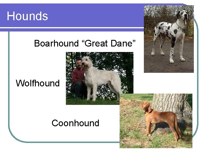 Hounds Boarhound “Great Dane” Wolfhound Coonhound Hounds Boarhound “Great Dane” Wolfhound Coonhound