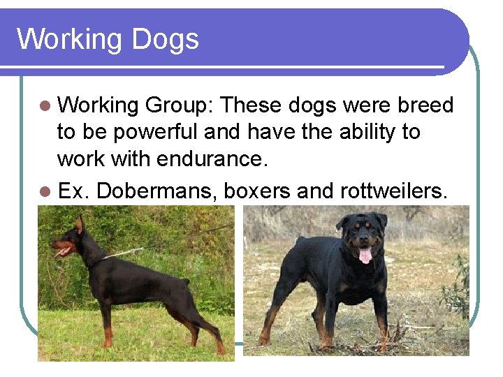 Working Dogs l Working Group: These dogs were breed to be powerful and have Working Dogs l Working Group: These dogs were breed to be powerful and have