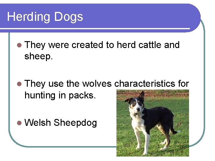 Herding Dogs l They were created to herd cattle and sheep. l They use Herding Dogs l They were created to herd cattle and sheep. l They use