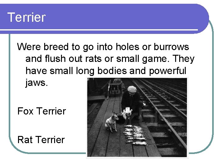 Terrier Were breed to go into holes or burrows and flush out rats or Terrier Were breed to go into holes or burrows and flush out rats or