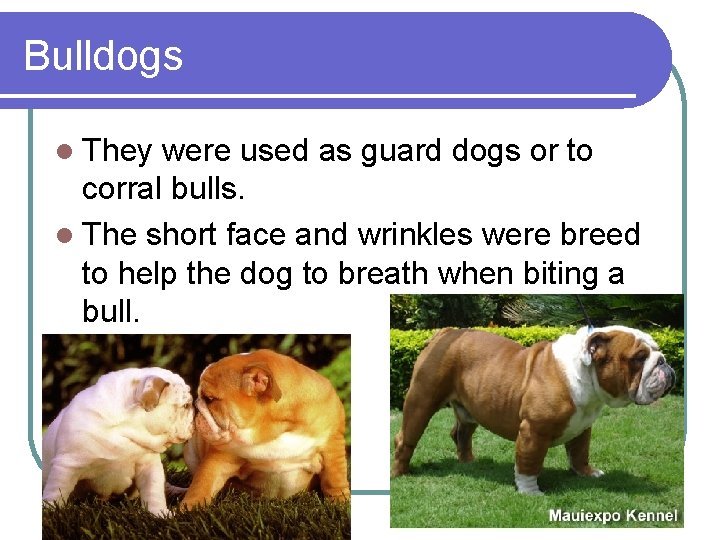Bulldogs l They were used as guard dogs or to corral bulls. l The Bulldogs l They were used as guard dogs or to corral bulls. l The