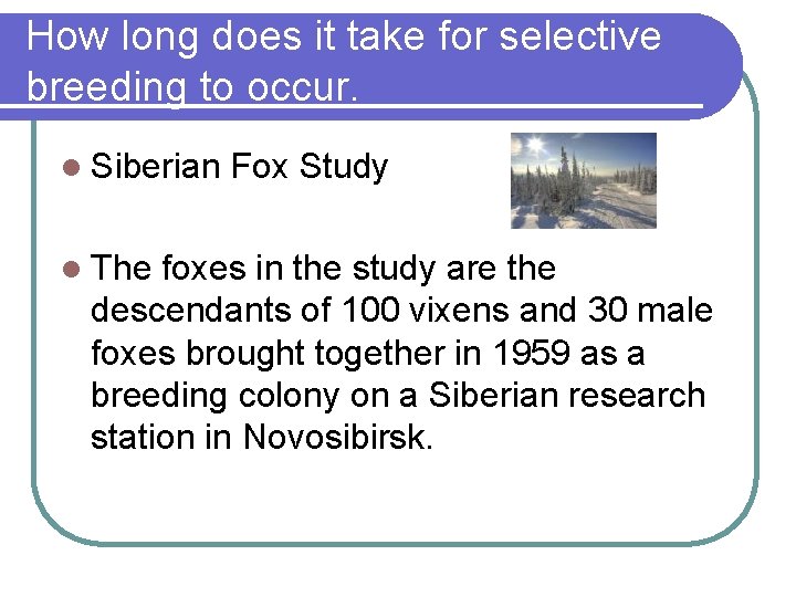 How long does it take for selective breeding to occur. l Siberian l The How long does it take for selective breeding to occur. l Siberian l The
