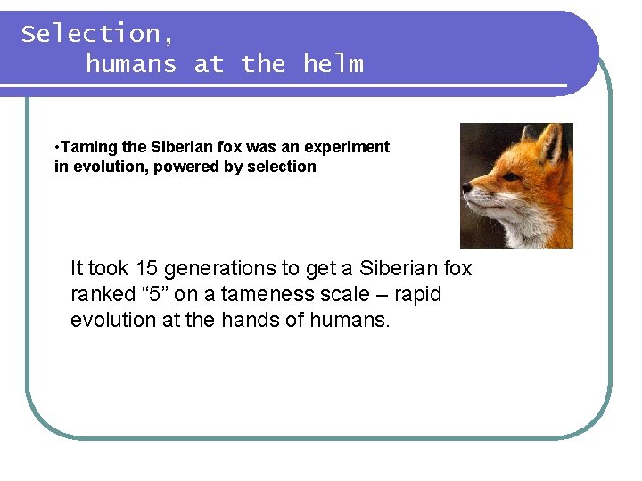 Selection, humans at the helm • Taming the Siberian fox was an experiment in Selection, humans at the helm • Taming the Siberian fox was an experiment in