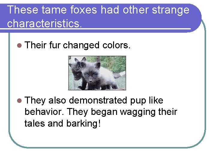 These tame foxes had other strange characteristics. l Their l They fur changed colors. These tame foxes had other strange characteristics. l Their l They fur changed colors.