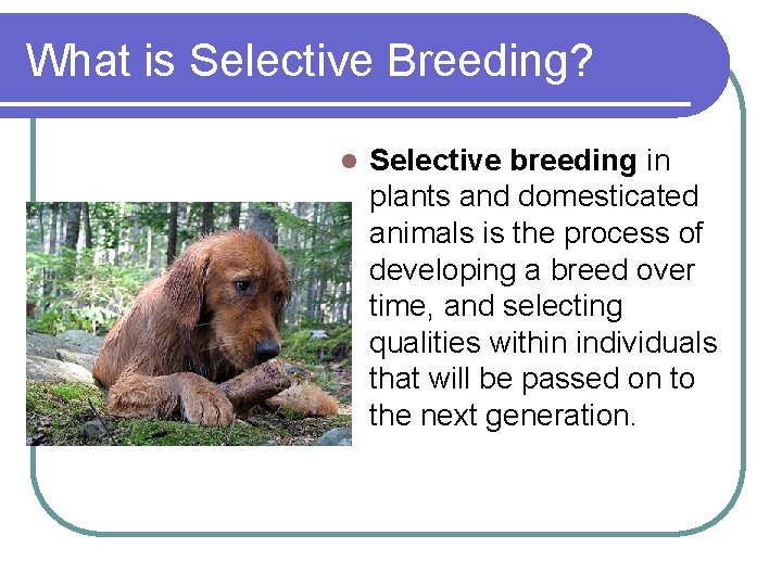 What is Selective Breeding? l Selective breeding in plants and domesticated animals is the What is Selective Breeding? l Selective breeding in plants and domesticated animals is the