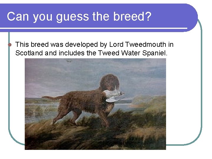 Can you guess the breed? l This breed was developed by Lord Tweedmouth in Can you guess the breed? l This breed was developed by Lord Tweedmouth in