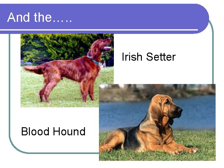 And the…. . Irish Setter Blood Hound And the…. . Irish Setter Blood Hound