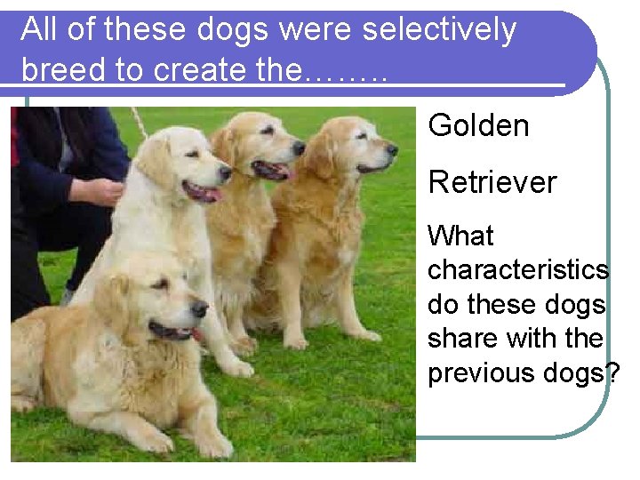 All of these dogs were selectively breed to create the……. . Golden Retriever What All of these dogs were selectively breed to create the……. . Golden Retriever What