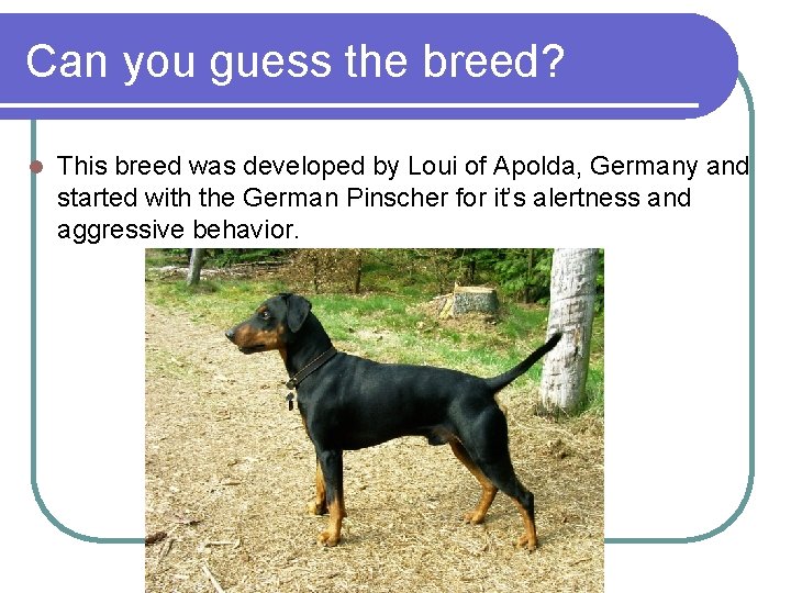Can you guess the breed? l This breed was developed by Loui of Apolda, Can you guess the breed? l This breed was developed by Loui of Apolda,