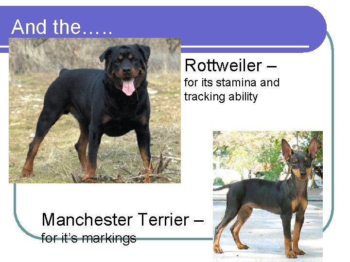 And the…. . Rottweiler – for its stamina and tracking ability Manchester Terrier – And the…. . Rottweiler – for its stamina and tracking ability Manchester Terrier –
