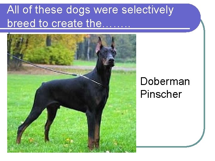 All of these dogs were selectively breed to create the……. . Doberman Pinscher All of these dogs were selectively breed to create the……. . Doberman Pinscher