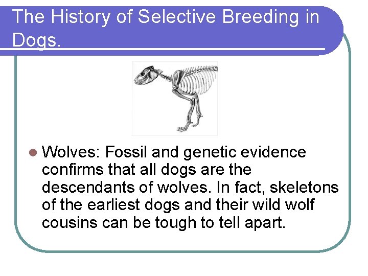 The History of Selective Breeding in Dogs. l Wolves: Fossil and genetic evidence confirms The History of Selective Breeding in Dogs. l Wolves: Fossil and genetic evidence confirms