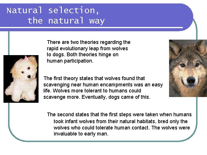 Natural selection, the natural way There are two theories regarding the rapid evolutionary leap Natural selection, the natural way There are two theories regarding the rapid evolutionary leap