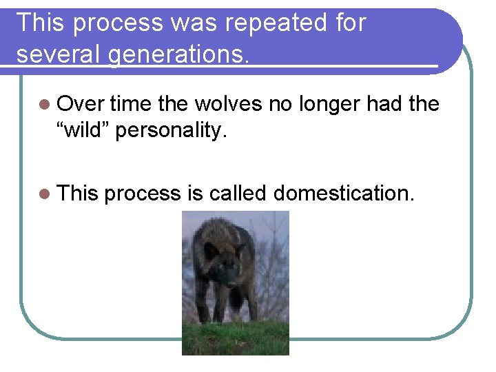 This process was repeated for several generations. l Over time the wolves no longer This process was repeated for several generations. l Over time the wolves no longer