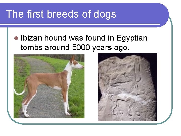 The first breeds of dogs l Ibizan hound was found in Egyptian tombs around The first breeds of dogs l Ibizan hound was found in Egyptian tombs around