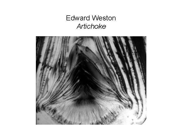 Edward Weston Artichoke Edward Weston Artichoke