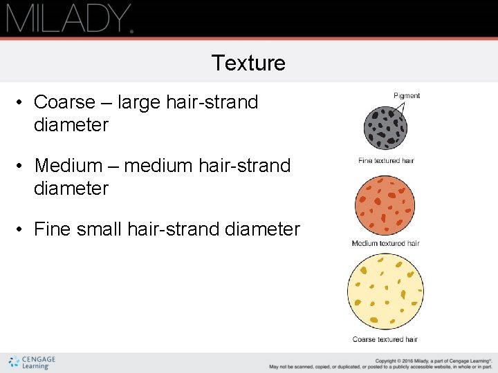 Texture • Coarse – large hair-strand diameter • Medium – medium hair-strand diameter •