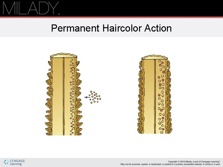 Permanent Haircolor Action 