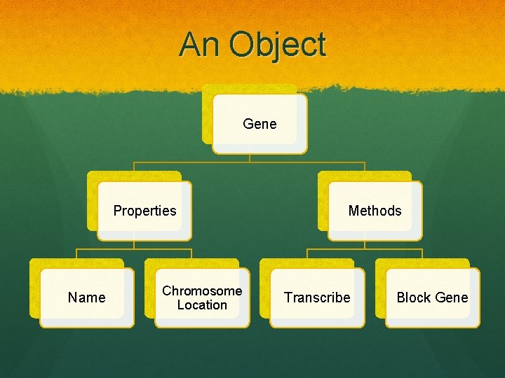 An Object Gene Properties Name Chromosome Location Methods Transcribe Block Gene 