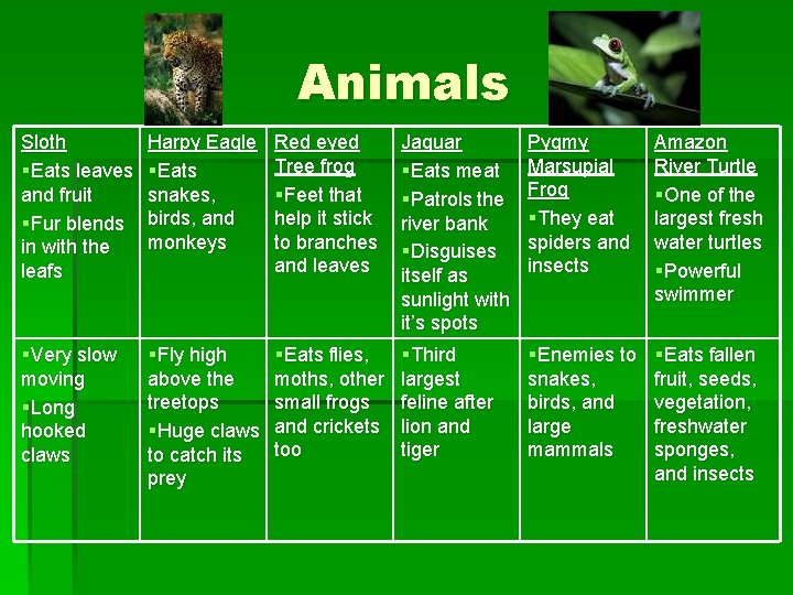 Animals Sloth §Eats leaves and fruit §Fur blends in with the leafs Harpy Eagle