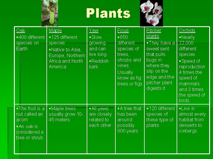 Plants Oak § 400 different species on Earth Maple § 125 different species §Native