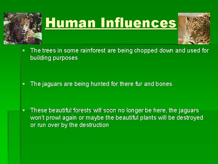Human Influences § The trees in some rainforest are being chopped down and used