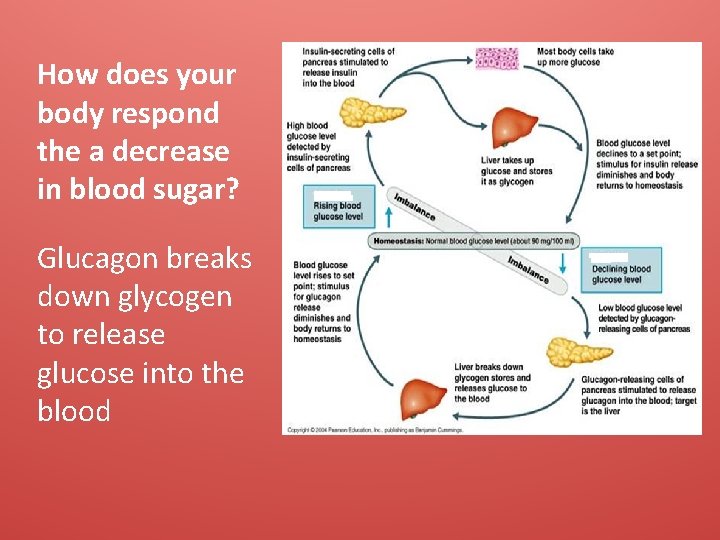 How does your body respond the a decrease in blood sugar? Glucagon breaks down