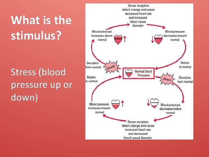 What is the stimulus? Stress (blood pressure up or down) 