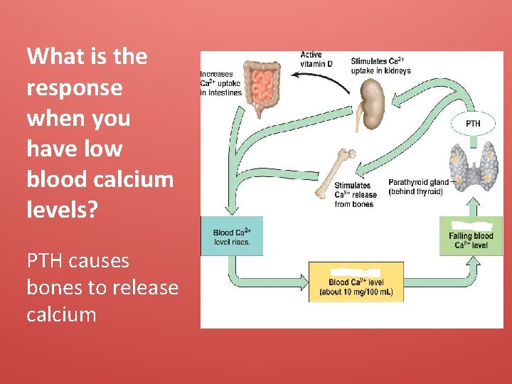 What is the response when you have low blood calcium levels? PTH causes bones