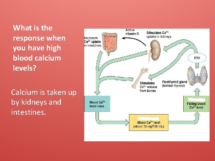 What is the response when you have high blood calcium levels? Calcium is taken