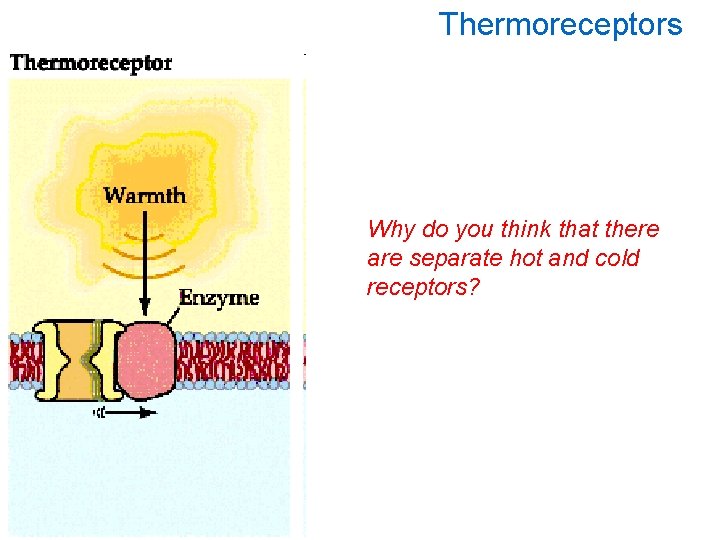 Thermoreceptors Why do you think that there are separate hot and cold receptors? 